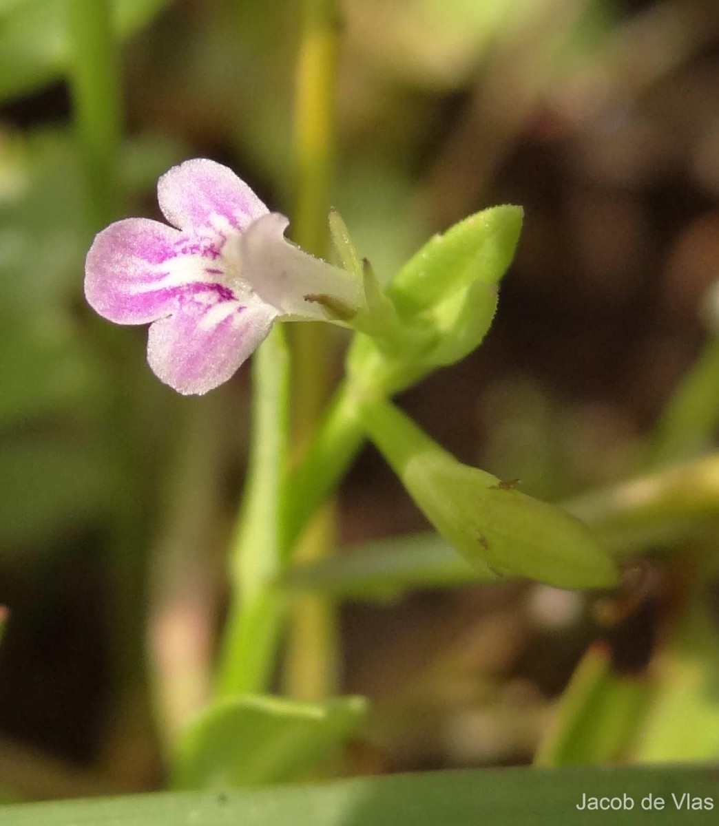 Bonnaya veronicifolia (Retz.) Spreng.